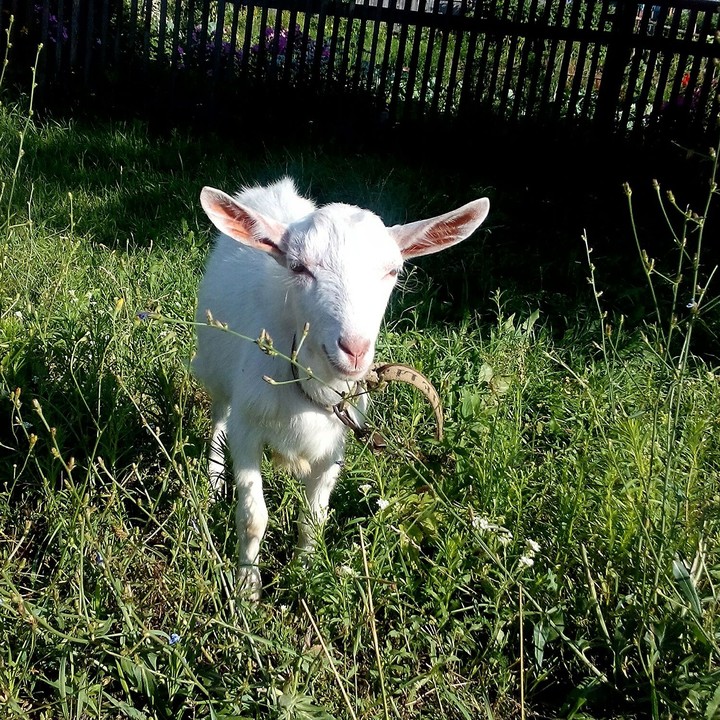 smile like...a goat