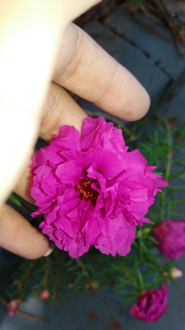 flor