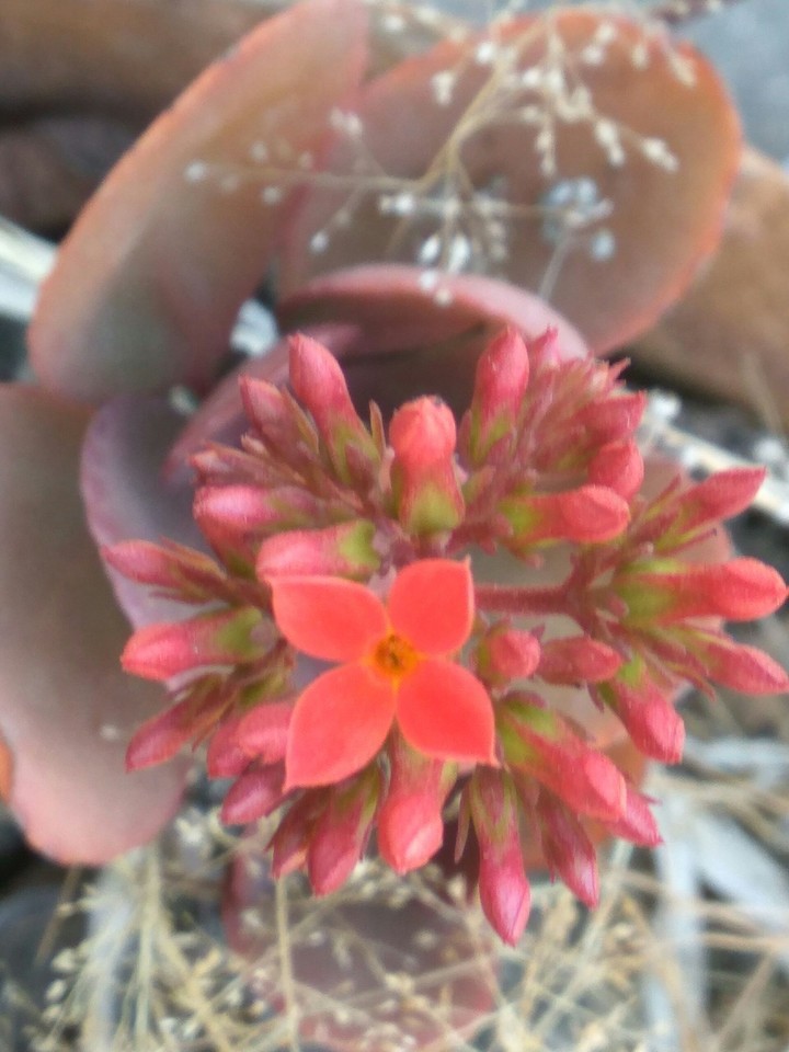 red flower 7