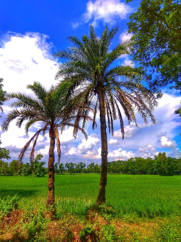 Neture