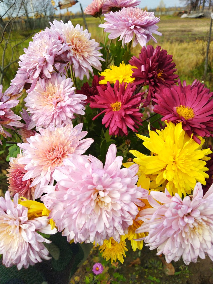 flowers