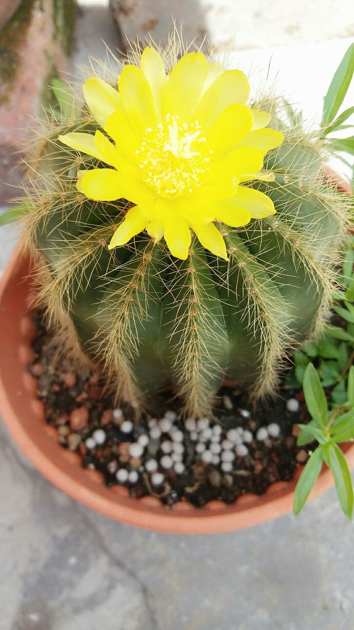 look cactus flower…^~^