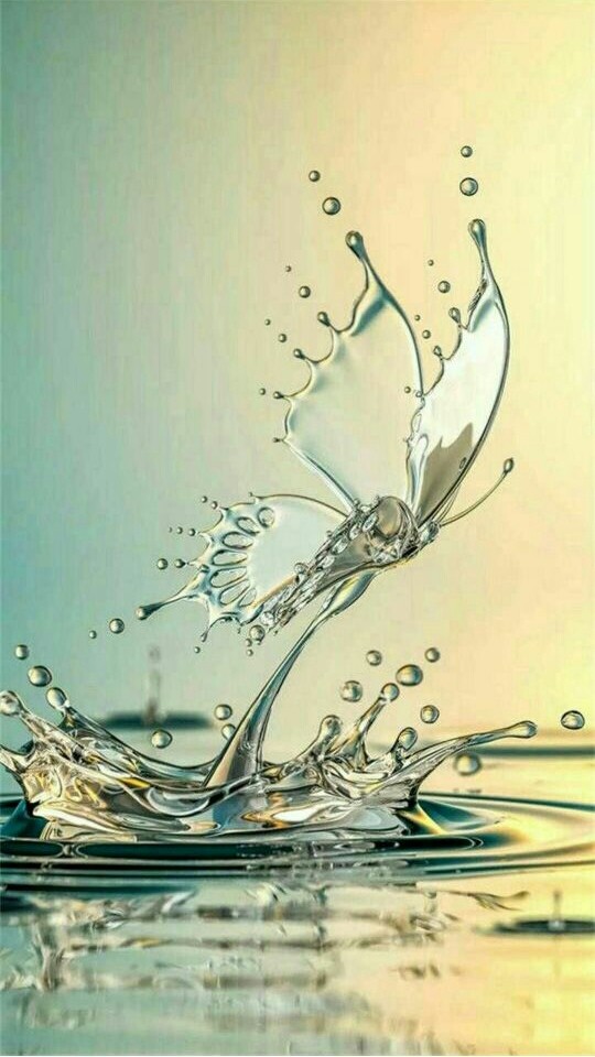 butterfly in watter