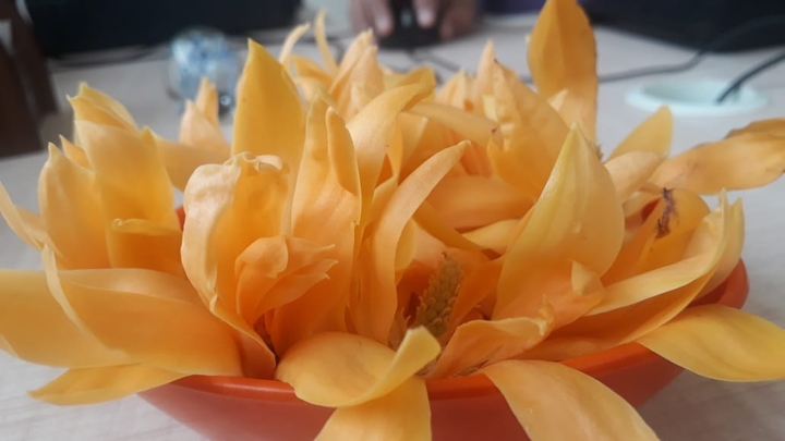 Magnolia Champaca