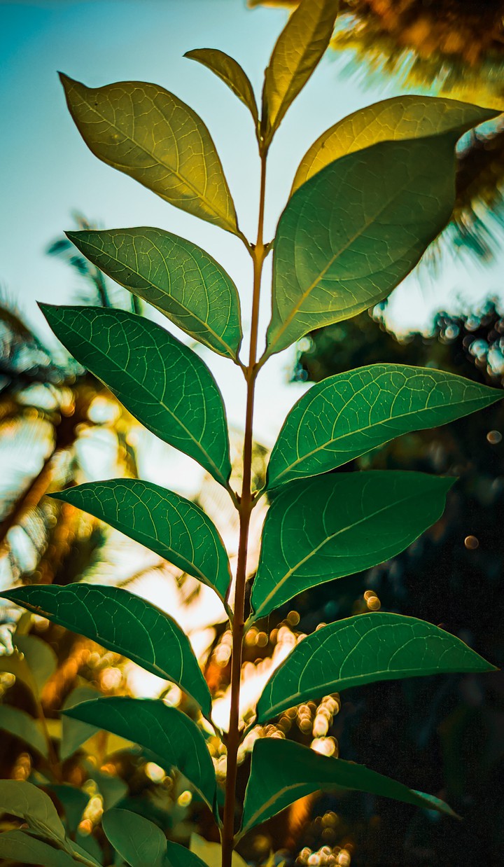 leaf