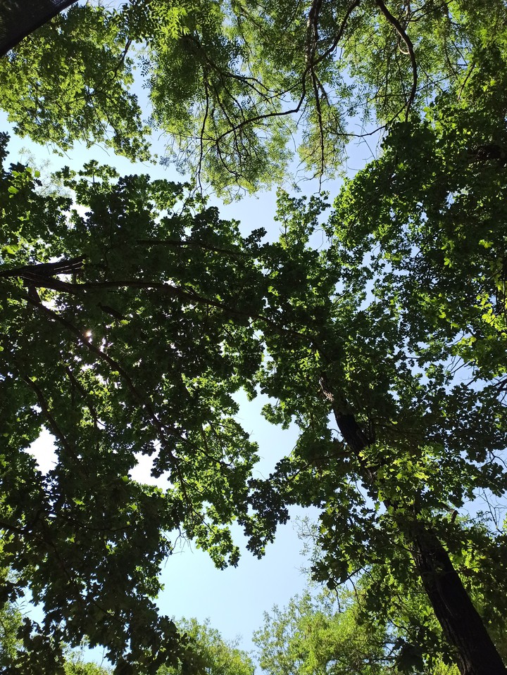 green wood