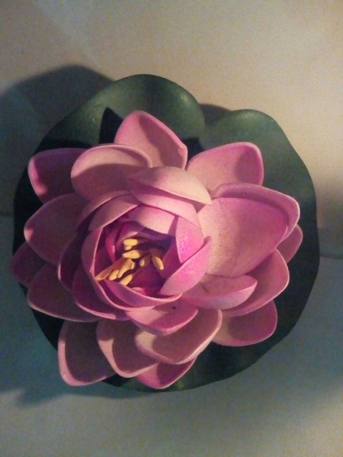 Lotus