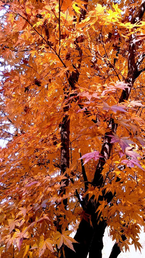 maple