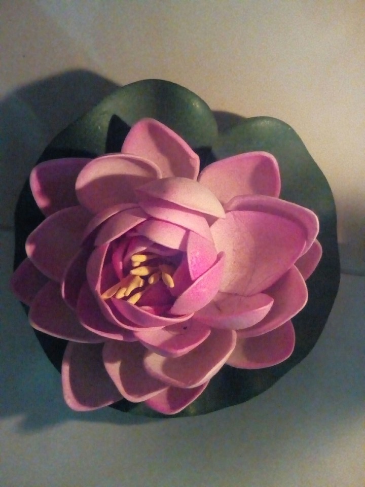 Lotus