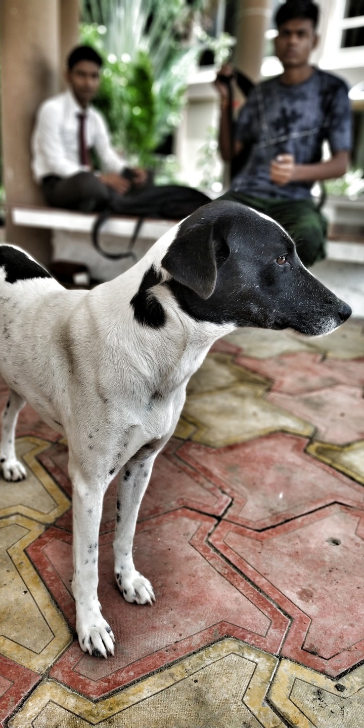 Dog