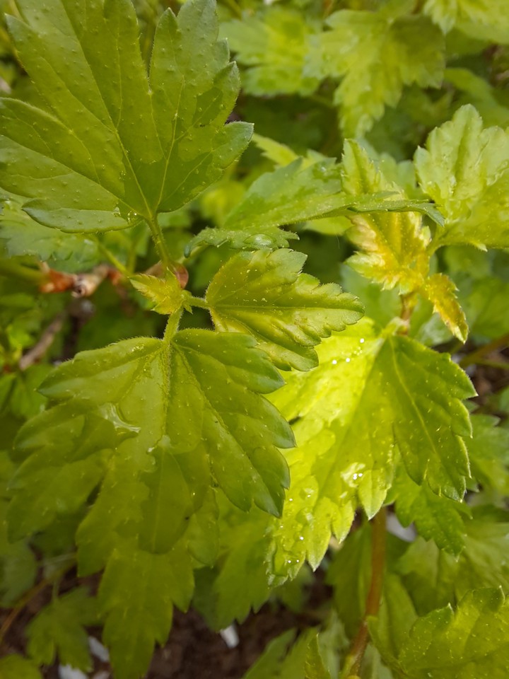leaves