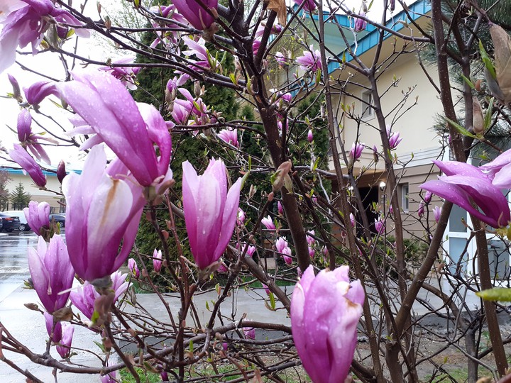 Magnolia