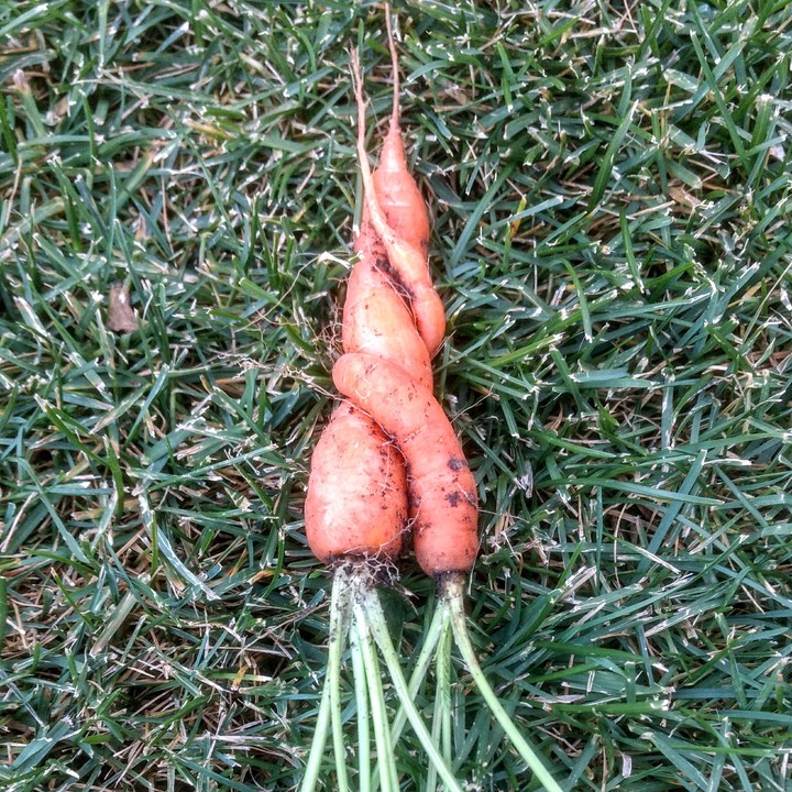 Carrot love.