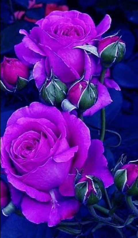 rose