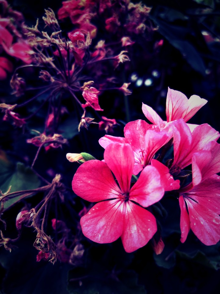 pink