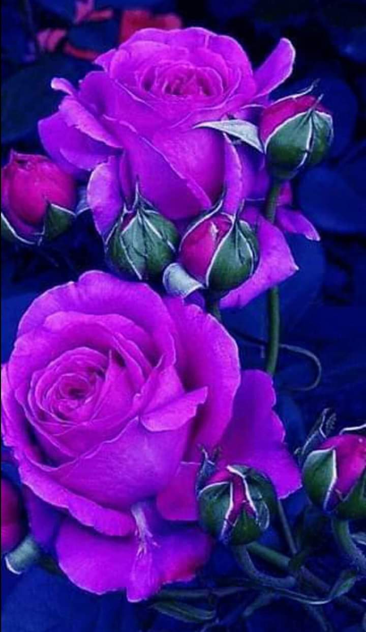 rose