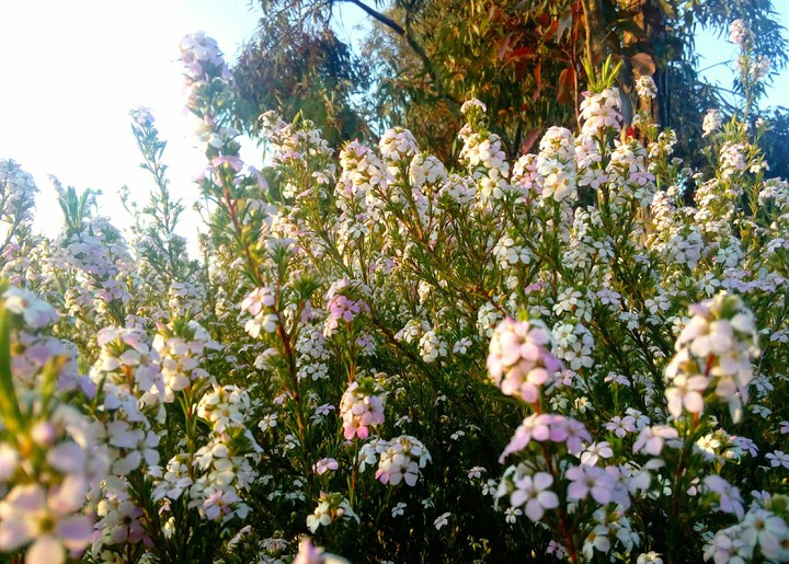 Fields of white purple stalks