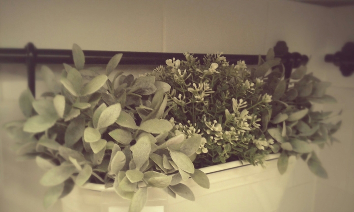 Plants