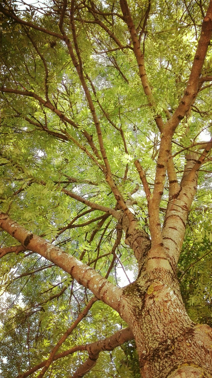 tree