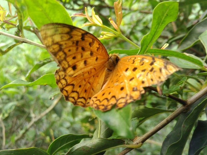 butterfly