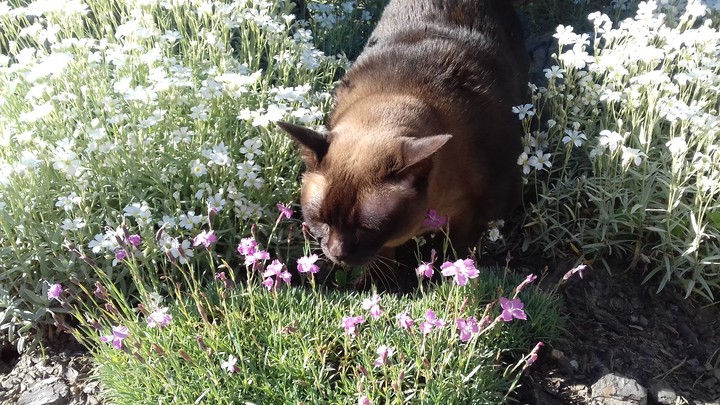 My kitty in the garden
