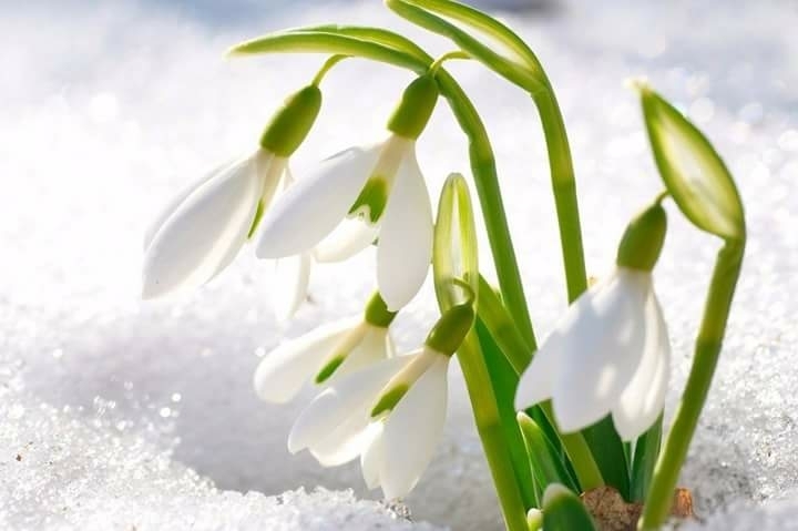 spring