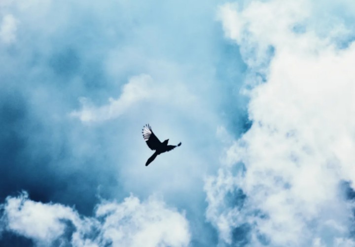 Flapping to the sky