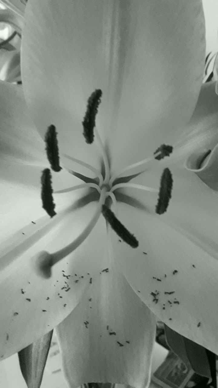 the flower