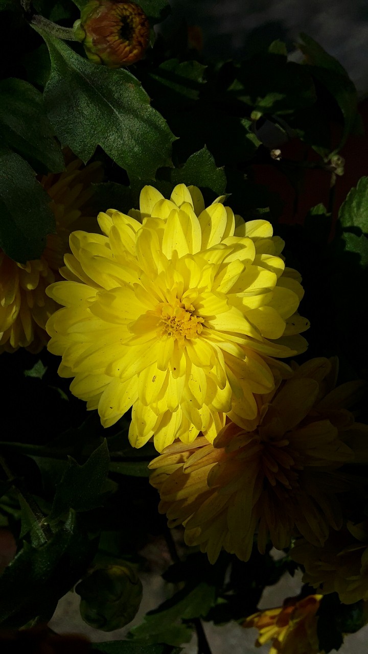 flowers