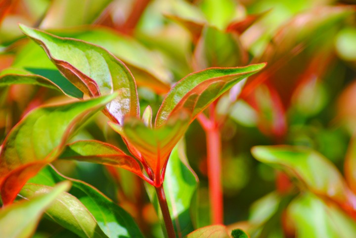 Red green leaf