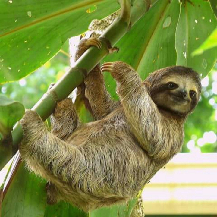 sloth