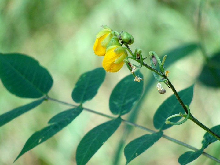 growing flower