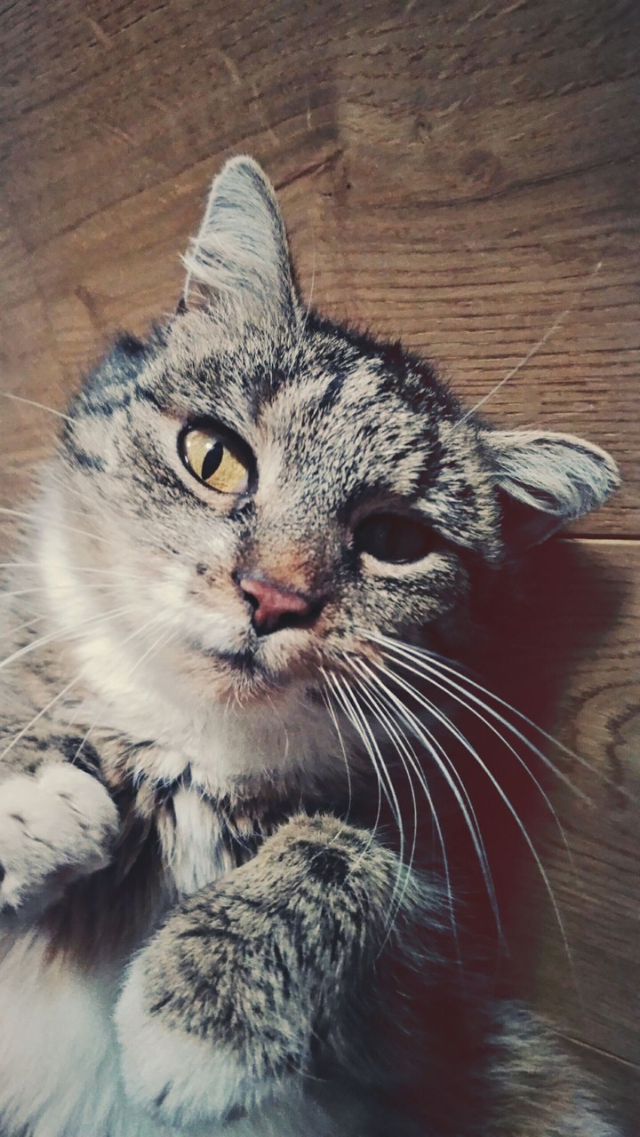 cat