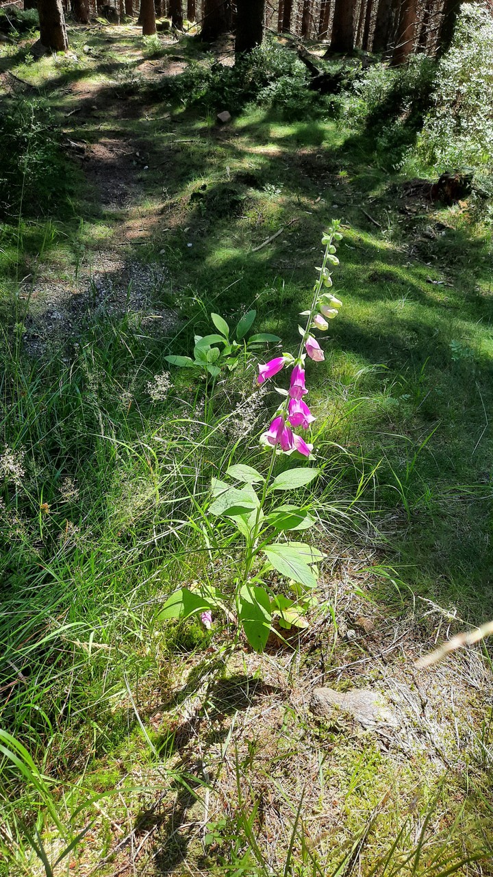 Náprstník červený (Digitalis purpurea)