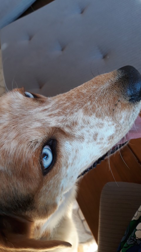 Eyes