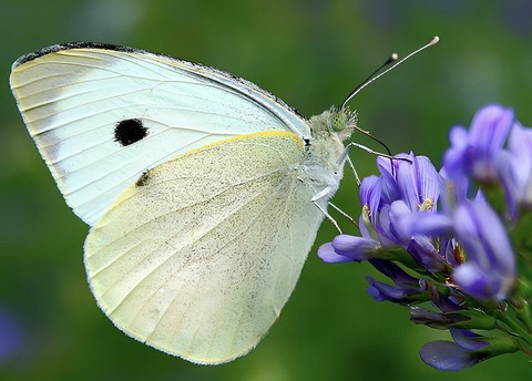 pollinator, 翅膀壁纸