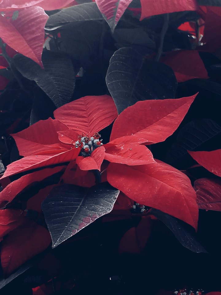 red