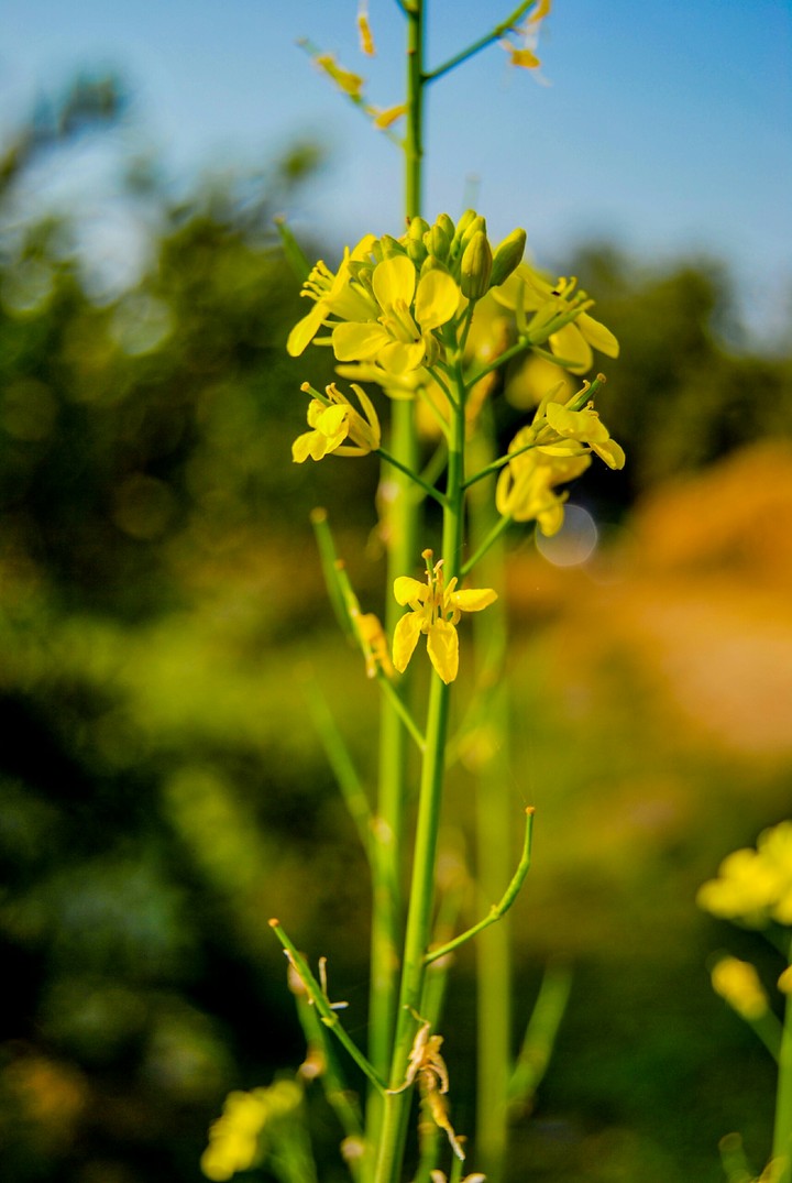 flower