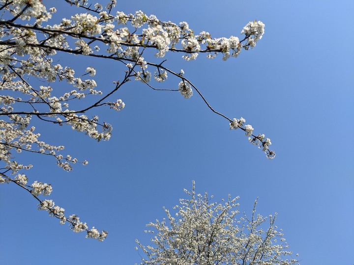 Blooming trees