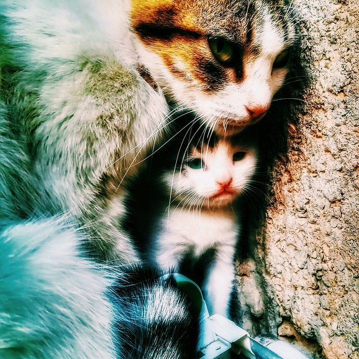 cat