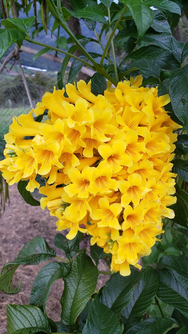 Campanas amarillas