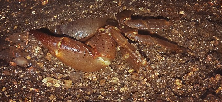 crab