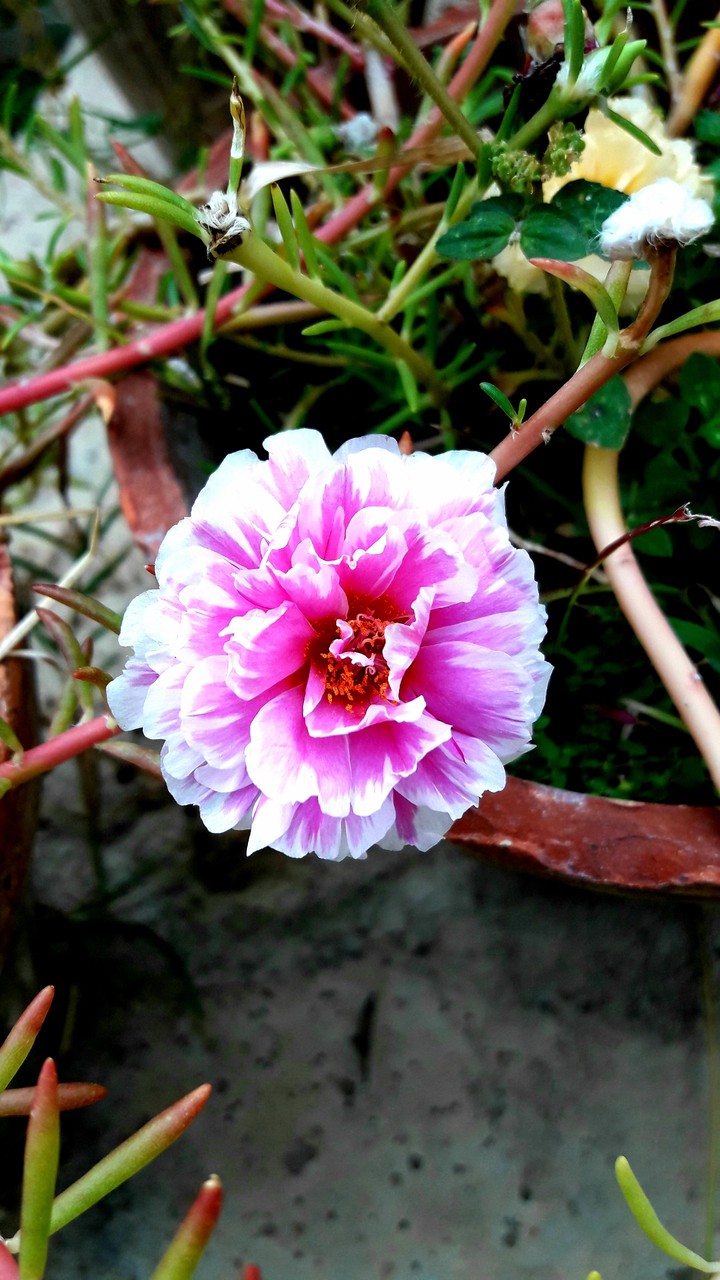 flowers