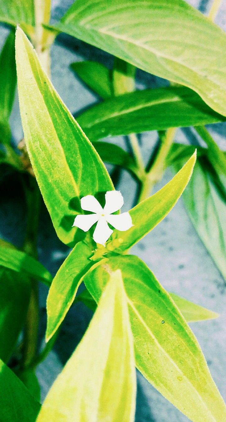 flower rose