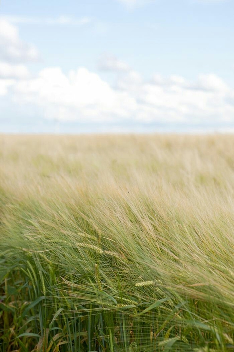 ταπετσαρίες prairie, vegetation