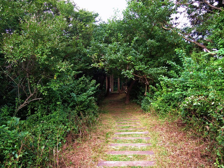 제주 숲속으로
