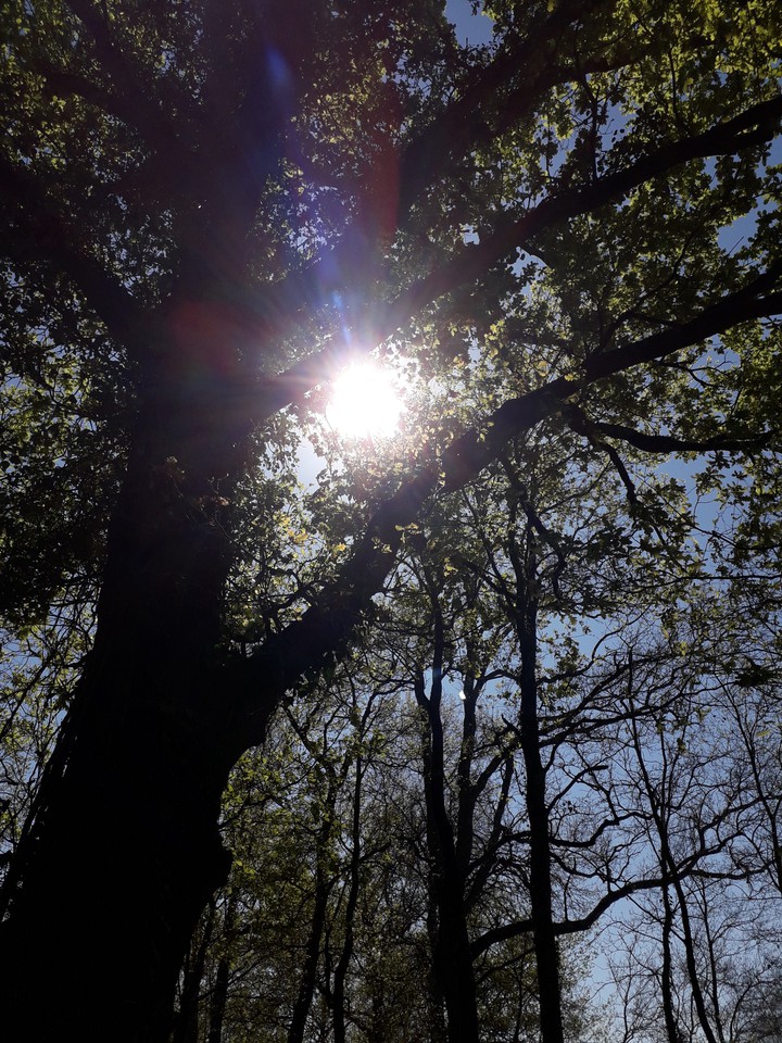 nature