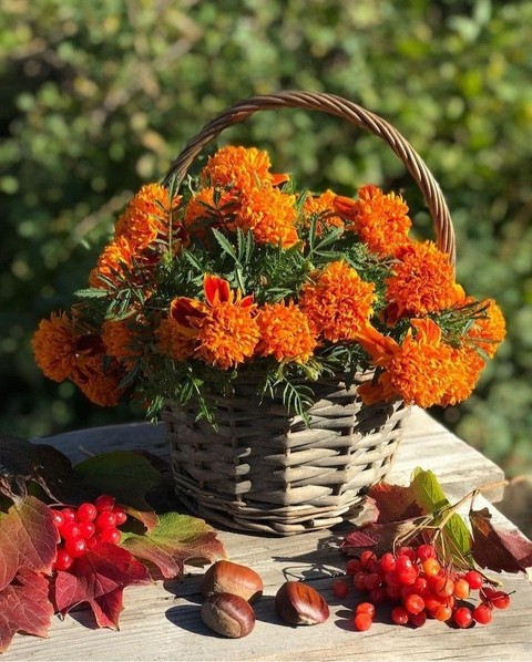 Petal, Marigold, Wicker