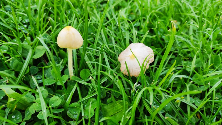 Cute mushrooms