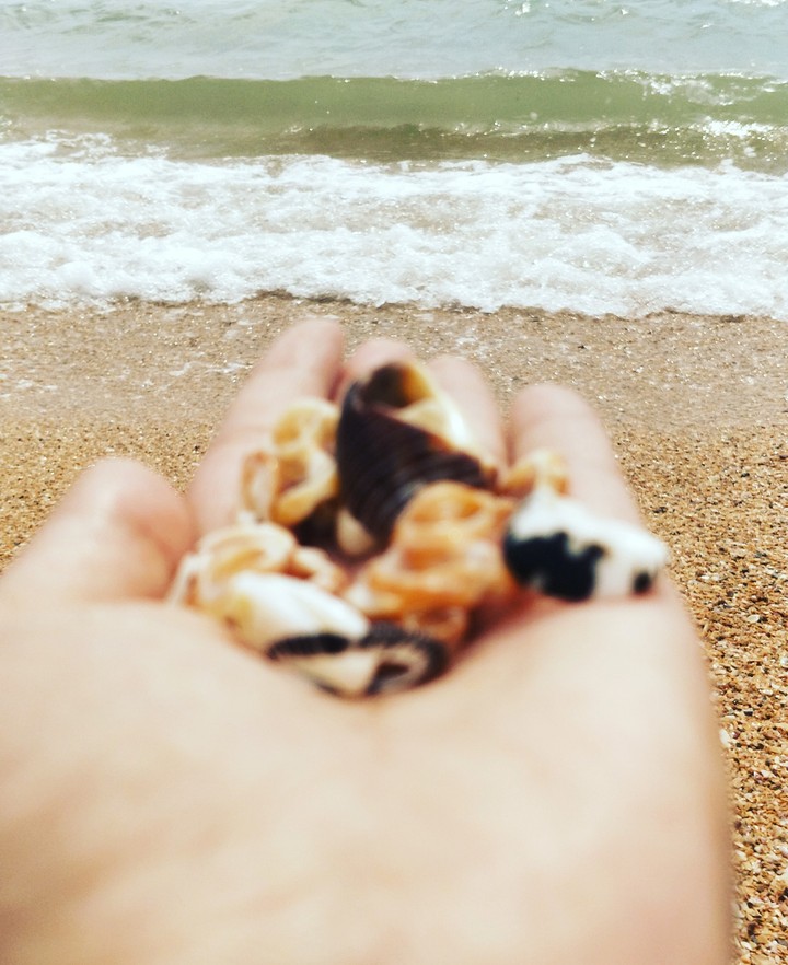 sea shells